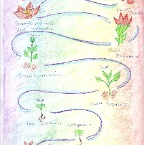 Grade 05 - Botany - Plant Growth & Metamorphosis 2