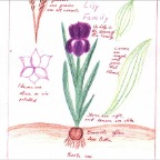 Grade 05 - Botany - Monocotyledons