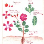 Grade 05 - Botany - Dicotyledons