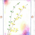 Grade 05 - Botany - plant sketch1