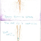 Grade 05 - Botany - Root Development
