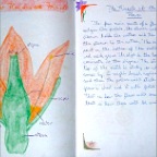 Grade 05 - Botany - Parts of the Flower 1