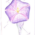 Grade 05 - Botany - Parts of the Flower 2