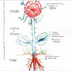 Grade 08 - Chemistry - flower & carbs