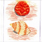 Grade 06 - Geology - shells drawing
