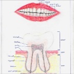 Grade 07 - Physiology - Teeth