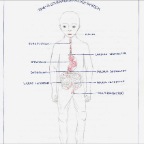 Grade 07 - Physiology - Digestive system 1