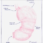 Grade 07 - Physiology - Stomach