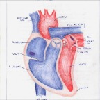 Grade 07 - Physiology - the heart