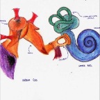 Middle and Inner Ear