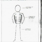 Grade 08 - Anatomy - Forms in skeleton 2