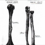 Grade 08 - Anatomy - Long bones