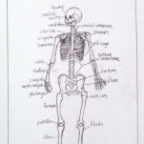 Grade 08 - Anatomy - Skeleton